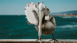 Photo: Unsplash/Vince Fleming