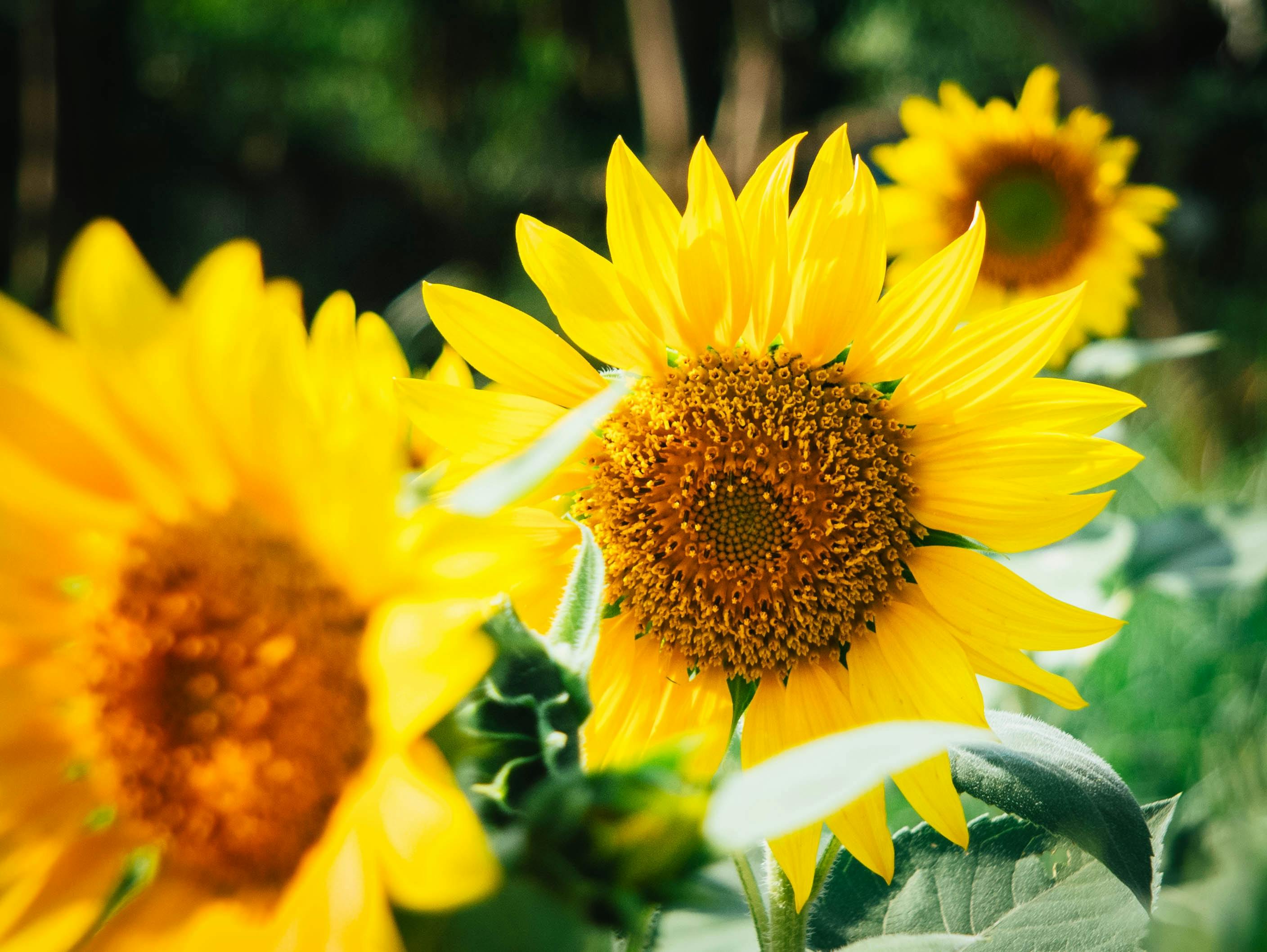 66fdc23bdbd68e6c714aafd4 Papaverrhoeas63741unsplash