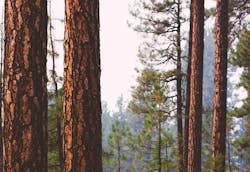 66fdc24ee1fd4aa444e1f864 Ericmuhr699491unsplash 66fdc24ee1fd4aa444e1f864 Ericmuhr699491unsplash