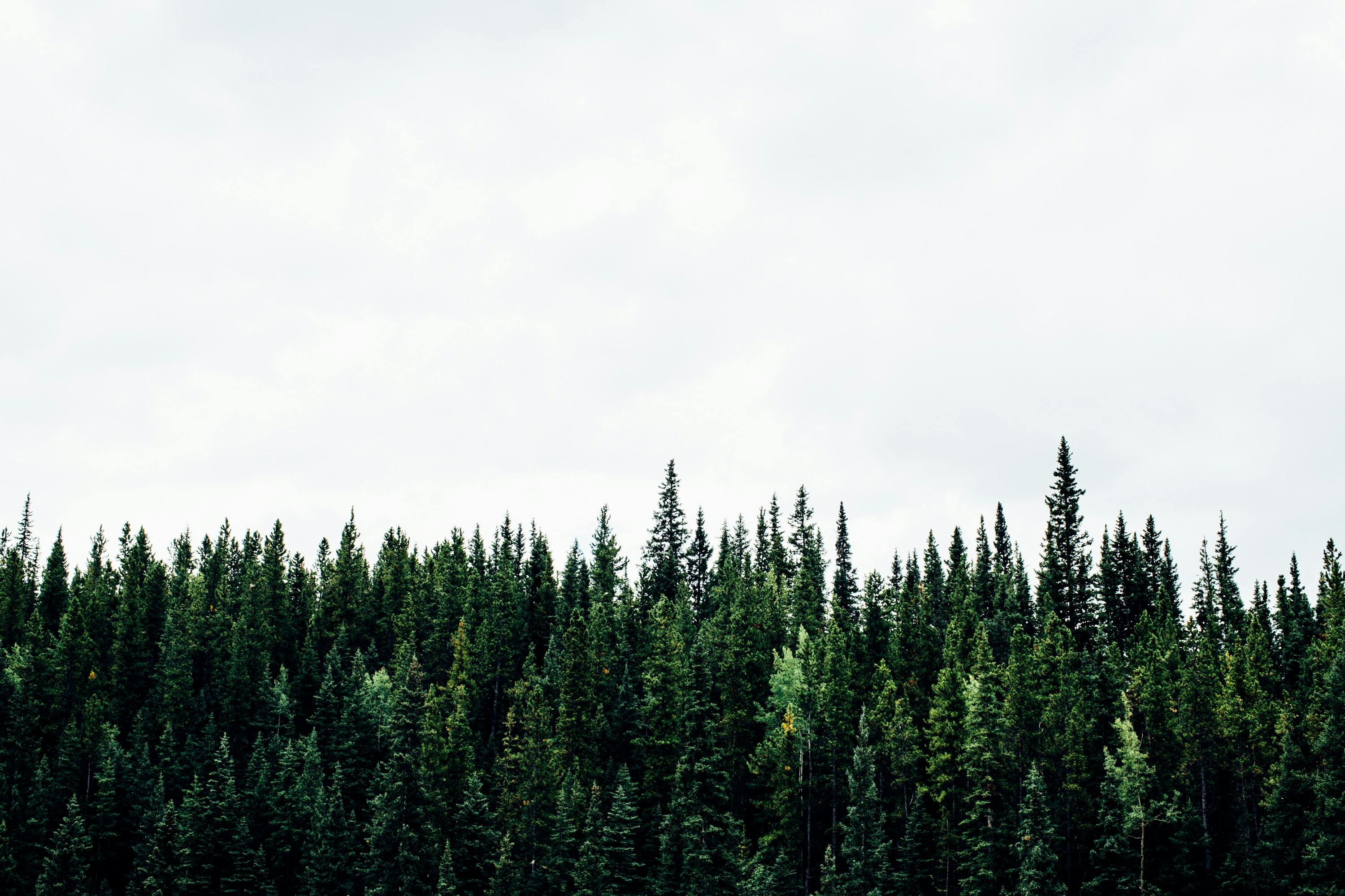66fdc25ae1fd4a05ffe1f86a Michaelbenz258430unsplash