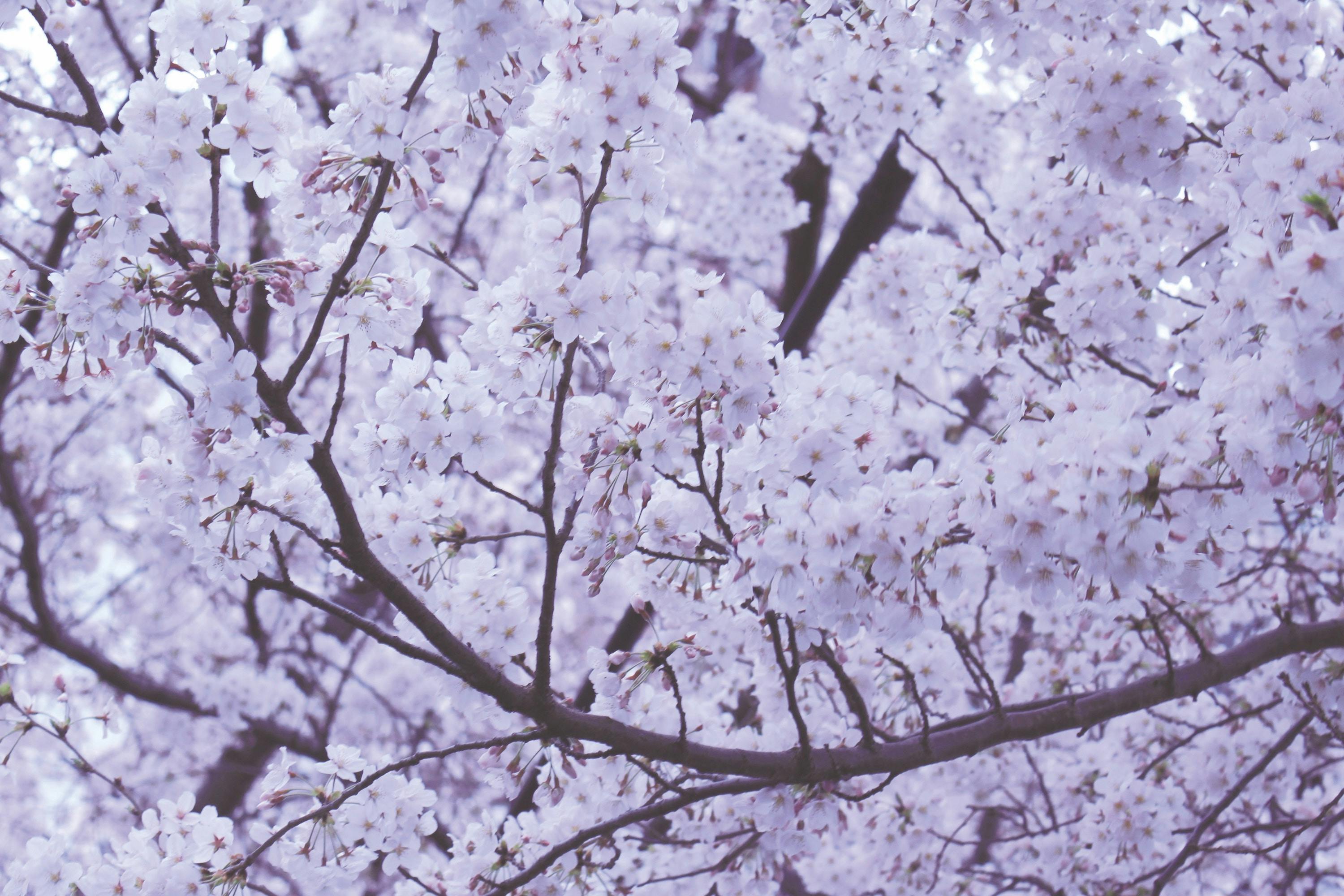 66fdc269a5dba04562462d58 Yukiyoshida104560unsplash