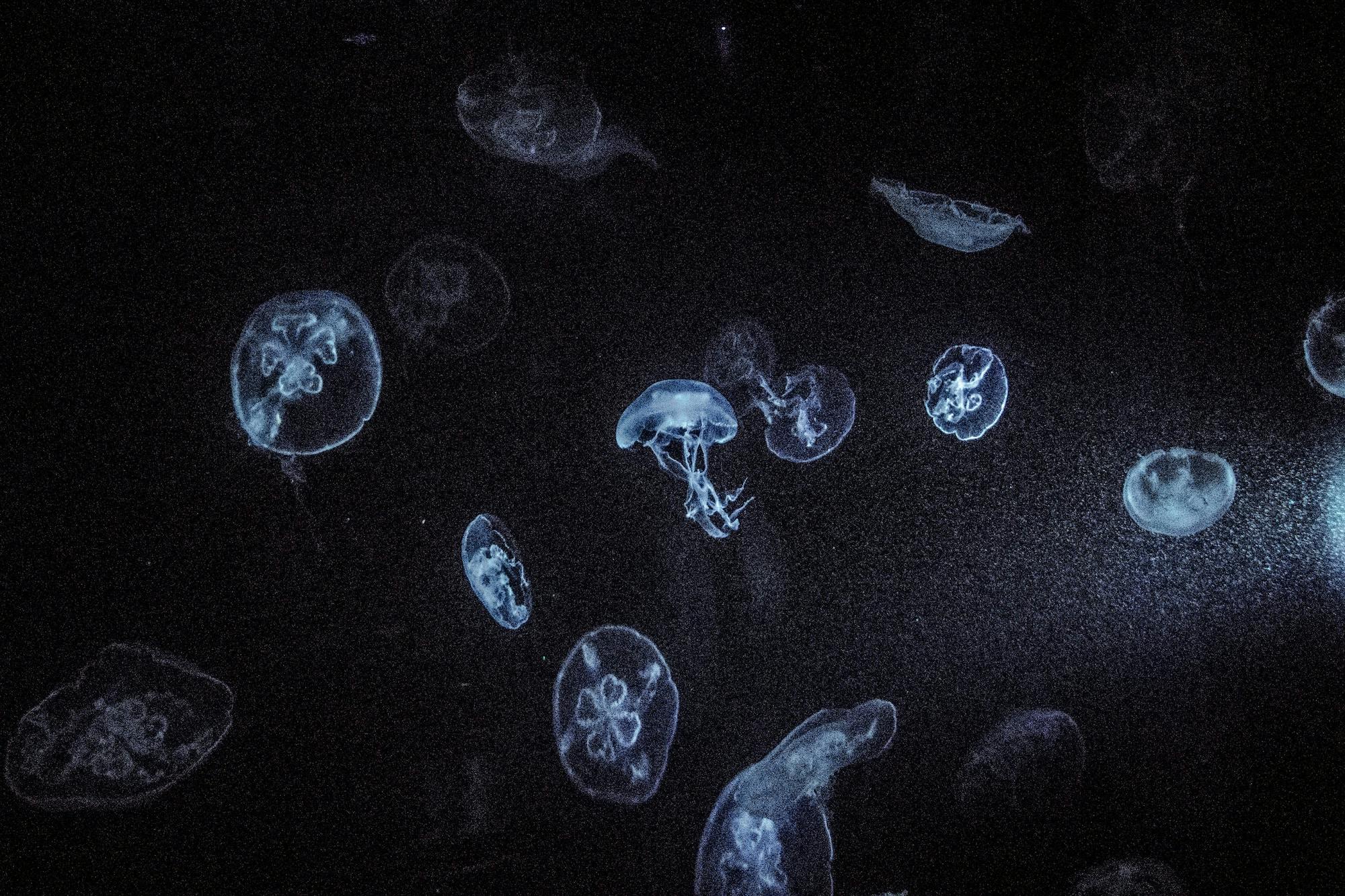 66fdc26d36c97eb6608b693c Connorcarruthers395287unsplash