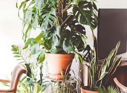 66fdc2ae3cabd921fba6a3a7 Brinablum215893unsplash 66fdc2ae3cabd921fba6a3a7 Brinablum215893unsplash