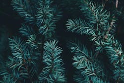 66fdc2d8d4ea387a11a5a298 Anniespratt176628unsplash 66fdc2d8d4ea387a11a5a298 Anniespratt176628unsplash