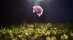 Photo: Unsplash/Zoltan Tasi