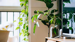 Photo: Unsplash/Samule Sun