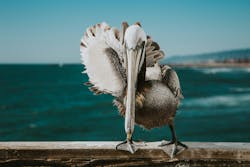 66fdc319a897b567b4b20719 Vincefleming574416unsplash 0 66fdc319a897b567b4b20719 Vincefleming574416unsplash 0