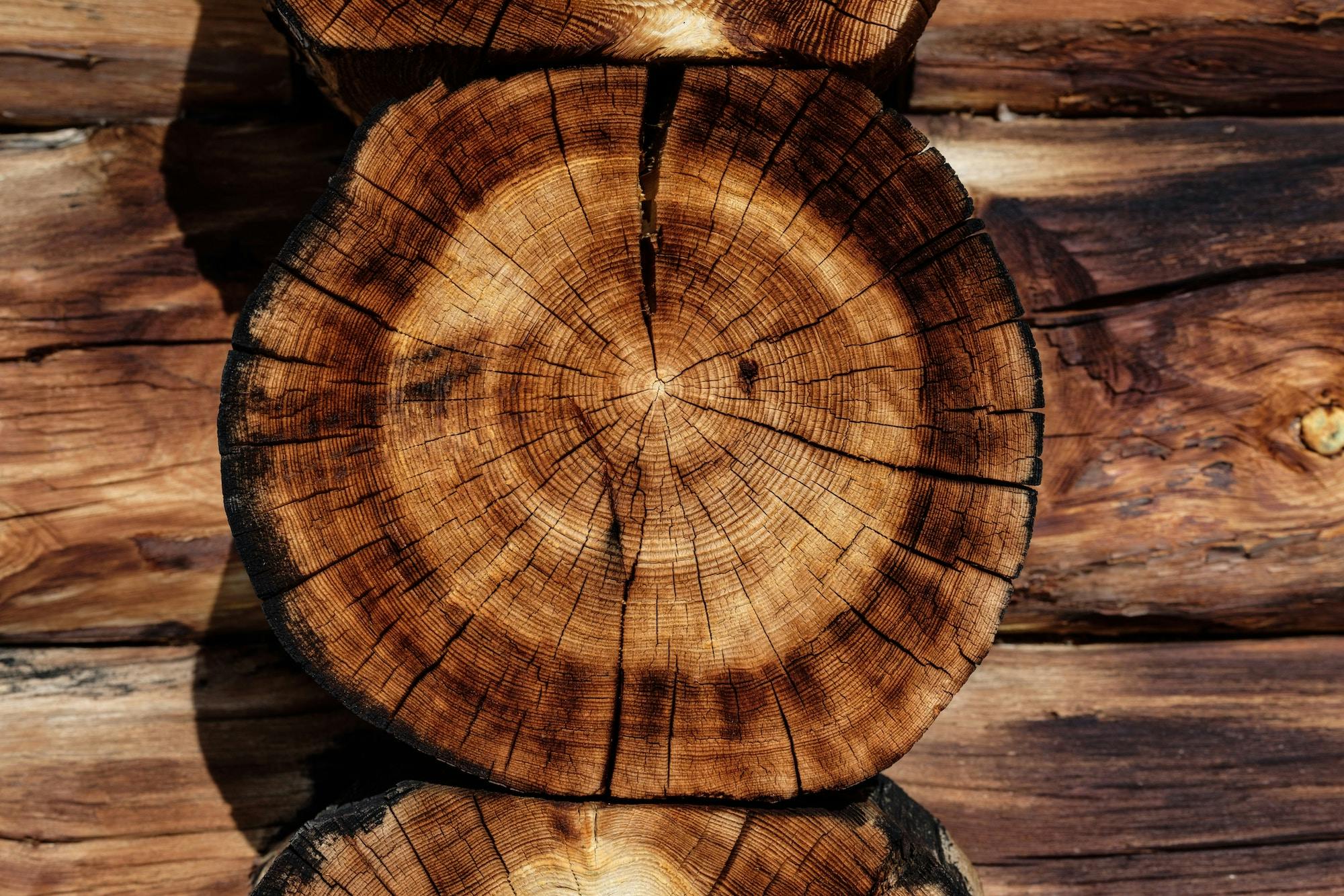 Photo: Unsplash/Joel Jasmin Forestbird