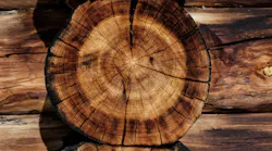 Photo: Unsplash/Joel Jasmin Forestbird