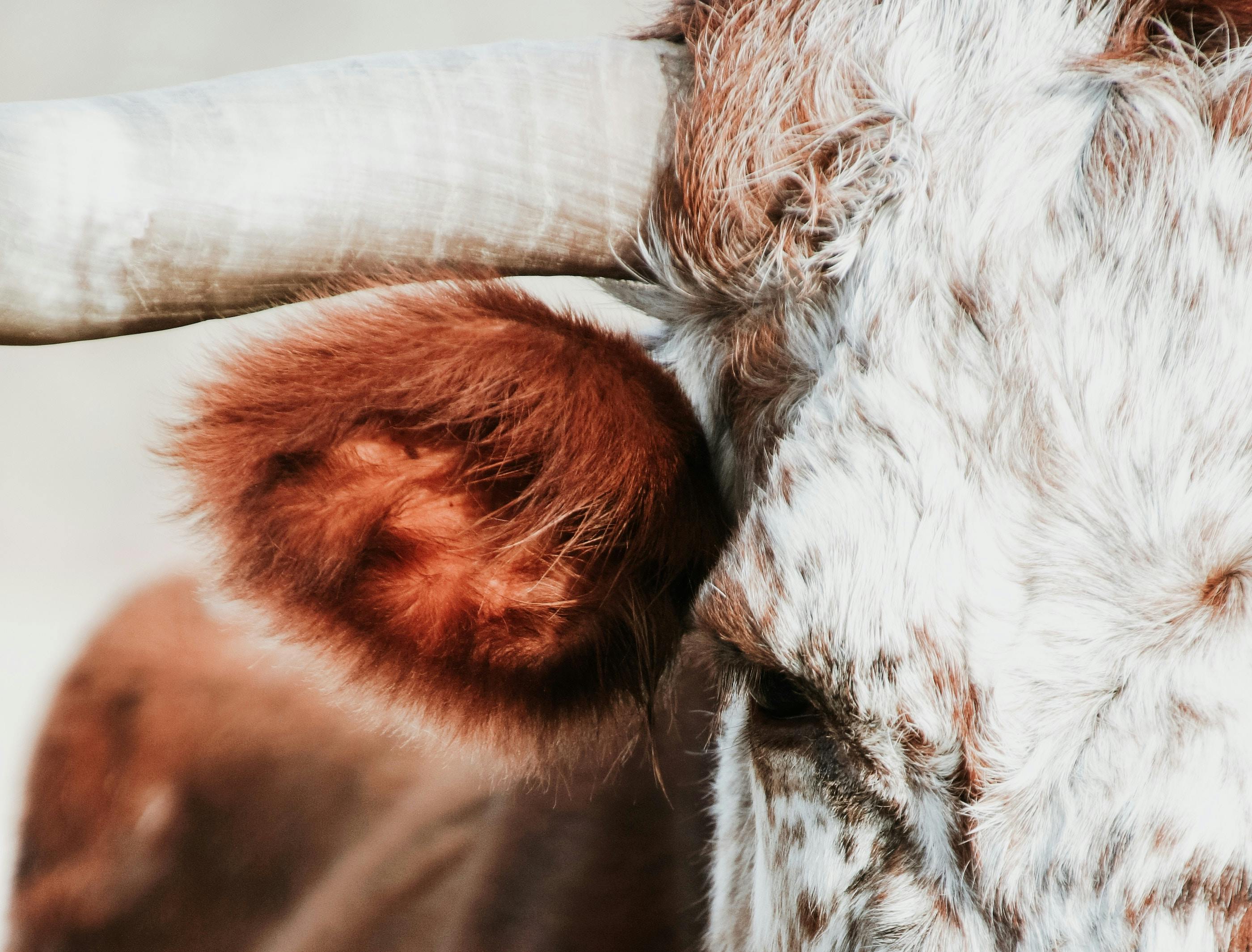 Photo: Unsplash/Zelle Duda