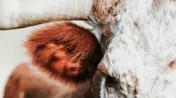 Photo: Unsplash/Zelle Duda