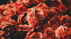 Photo: Unsplash/Antonino Visalli