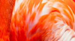 Photo: Unsplash/Patrycjz Polechonska