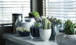 66fdc3ff01d3bfef59af82ff Plantsinhouse 66fdc3ff01d3bfef59af82ff Plantsinhouse