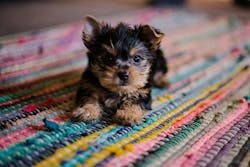 66fdc405dbd68e93724ab193 Hannahgrace1269613unsplash 66fdc405dbd68e93724ab193 Hannahgrace1269613unsplash