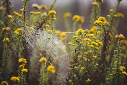 66fdc409e1fd4a9ef9e1fa43 Samvaldez396027unsplash 66fdc409e1fd4a9ef9e1fa43 Samvaldez396027unsplash