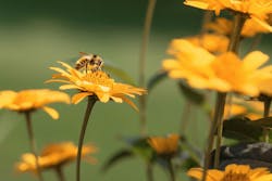 66fdc4293cabd9a19fa6a574 Alexandramarcu1273567unsplash 66fdc4293cabd9a19fa6a574 Alexandramarcu1273567unsplash