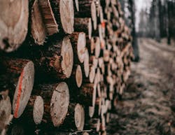 66fdc449e1fd4a7f6de1fa80 Sebastianpociecha653338unsplash 66fdc449e1fd4a7f6de1fa80 Sebastianpociecha653338unsplash