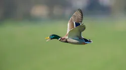 Photo: Unsplash/Vincent Van Zalinge