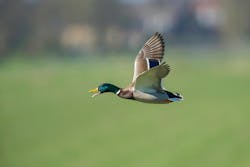 66fdc465a897b5707bb2085b Vincentvanzalinge388025unsplash 66fdc465a897b5707bb2085b Vincentvanzalinge388025unsplash