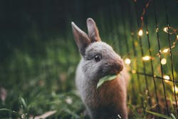 66fdc485dbd68e039f4ab279 Leximphoto427130unsplash 66fdc485dbd68e039f4ab279 Leximphoto427130unsplash