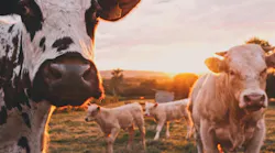 Photo: Unsplash/Stijn te Strake