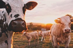 66fdc490d4ea380803a5a442 Stijntestrake316914unsplash 66fdc490d4ea380803a5a442 Stijntestrake316914unsplash