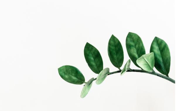 66fdc4aaa897b5306eb208be Plant20growth Unsplash Pawel20czerwinski