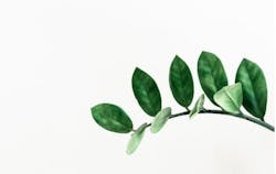 66fdc4aaa897b5306eb208be Plant20growth Unsplash Pawel20czerwinski 66fdc4aaa897b5306eb208be Plant20growth Unsplash Pawel20czerwinski