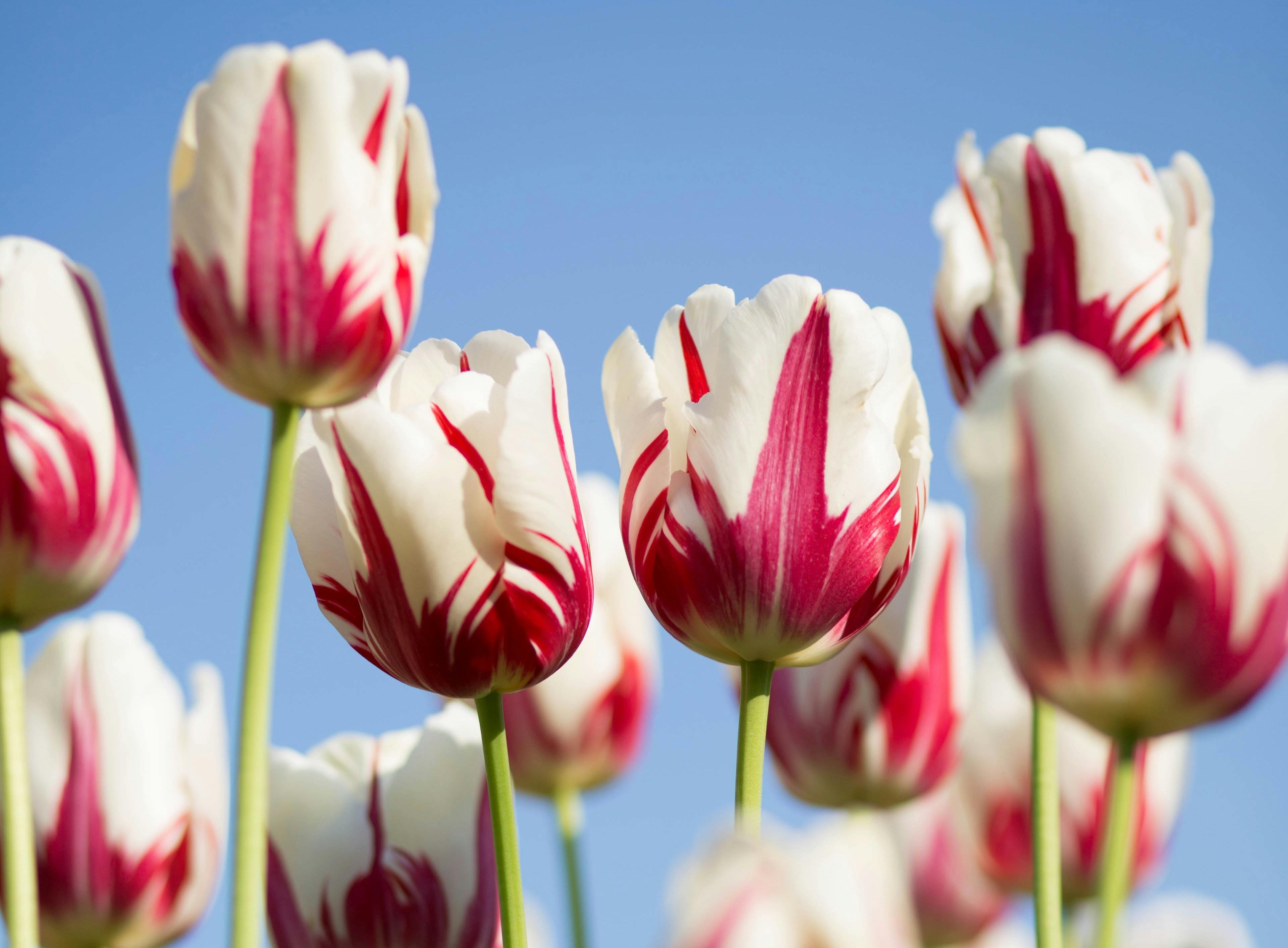 66fdc4baa5dba0d35a462fbd Kwangmathurosemontri110344unsplash