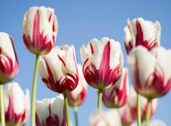 66fdc4baa5dba0d35a462fbd Kwangmathurosemontri110344unsplash 66fdc4baa5dba0d35a462fbd Kwangmathurosemontri110344unsplash