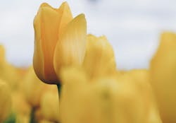 66fdc4c8a897b55beeb208e8 Ivanbogdanov1531091unsplash 66fdc4c8a897b55beeb208e8 Ivanbogdanov1531091unsplash