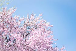 66fdc4fdde5fd157e95496c3 Jakeweirickcherryblossom 66fdc4fdde5fd157e95496c3 Jakeweirickcherryblossom