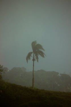 66fdc502d4ea383354a5a4e1 Palm Tree In Storm 66fdc502d4ea383354a5a4e1 Palm Tree In Storm