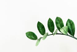 66fdc50b01d3bf23dfaf8435 Pawelczerwinskigreenleaf 66fdc50b01d3bf23dfaf8435 Pawelczerwinskigreenleaf