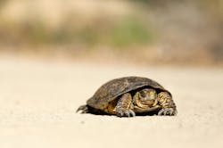 66fdc50c36c97e42b58b6c4e Nickabramsslowturtle 66fdc50c36c97e42b58b6c4e Nickabramsslowturtle
