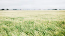 Photo: Unsplash/Bruno Martins