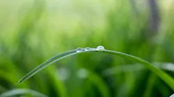 Photo: Unsplash/Philipp Lublasser