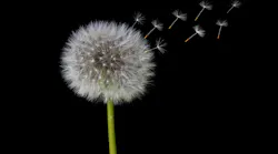 Photo: Unsplash/Herbert Goetsch