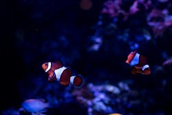 66fdc53801d3bfac02af8461 Anthonyraotwoclownfishoppositedirections 66fdc53801d3bfac02af8461 Anthonyraotwoclownfishoppositedirections