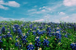 66fdc540e1fd4a1b1de1fbbd Robertaguillenblueflowers 66fdc540e1fd4a1b1de1fbbd Robertaguillenblueflowers