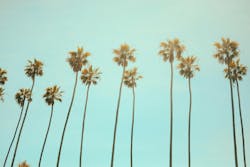 66fdc5423cabd96bd8a6a679 Julianhowardcaliforniapalmtrees 66fdc5423cabd96bd8a6a679 Julianhowardcaliforniapalmtrees