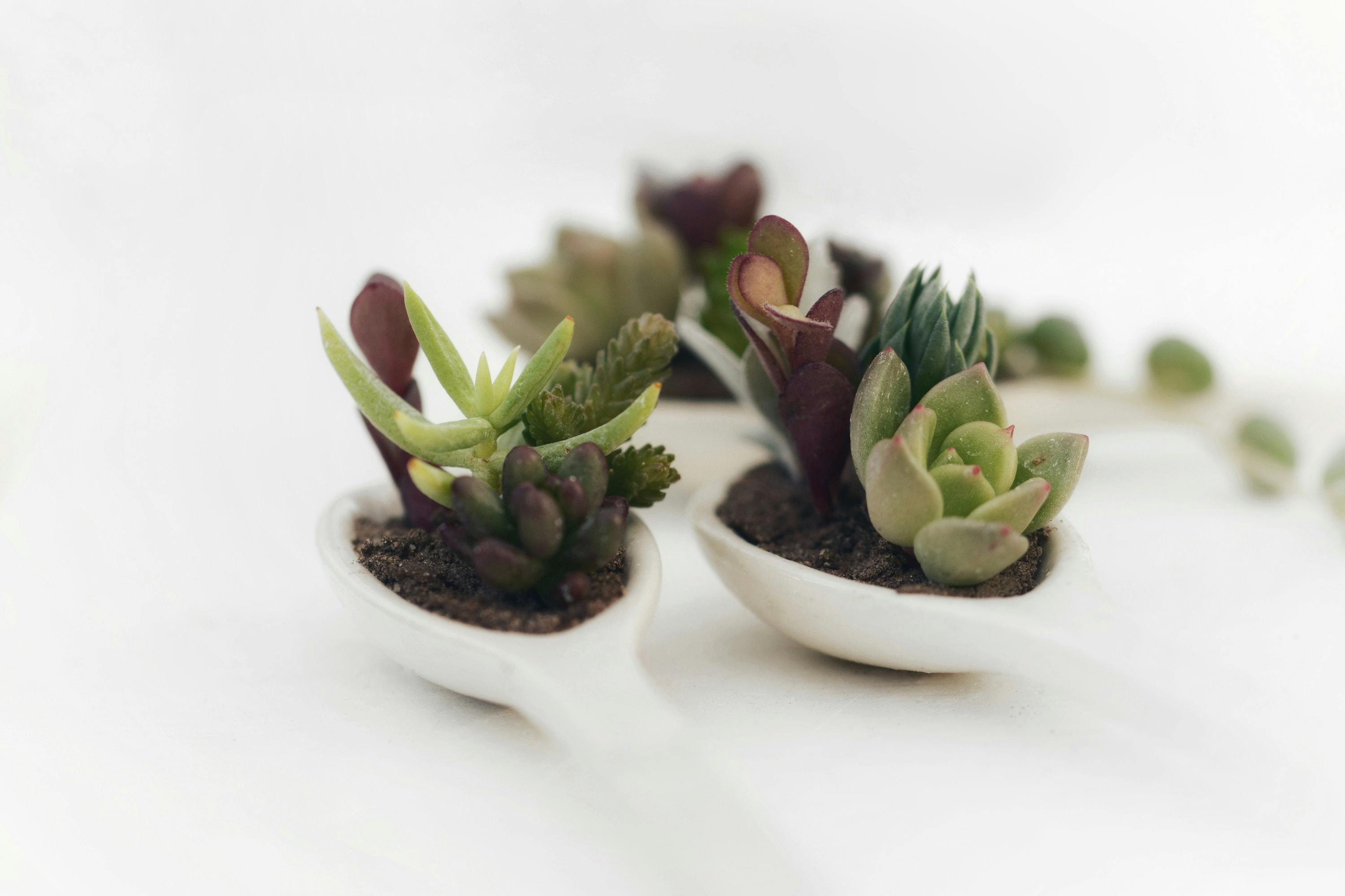 66fdc54aa897b549e8b20984 Kristinetannesucculents