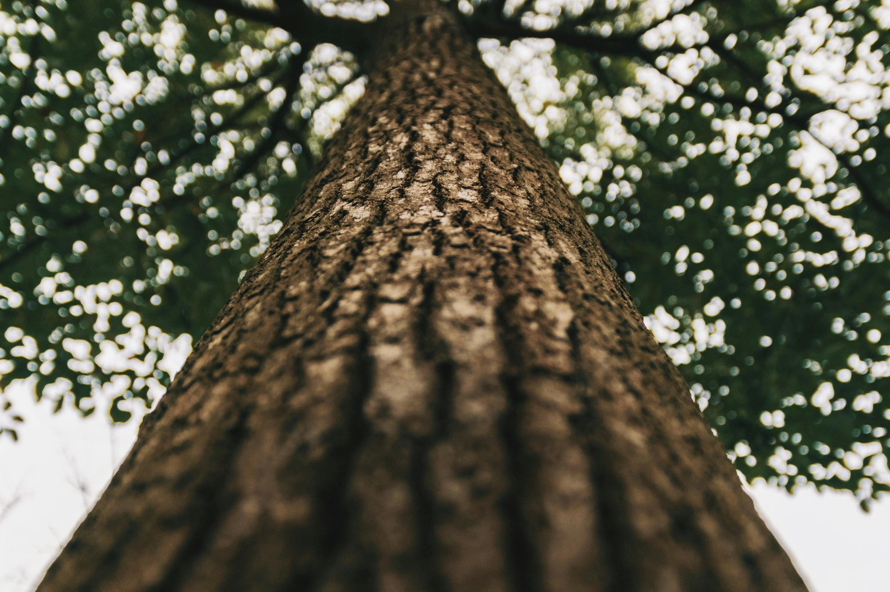 66fdc54da897b583a3b20986 Chanjunlintreewood