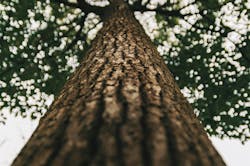 66fdc54da897b583a3b20986 Chanjunlintreewood 66fdc54da897b583a3b20986 Chanjunlintreewood