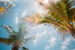 66fdc55ed4ea38565ea5a53e Jorgevasconezpalmtrees 66fdc55ed4ea38565ea5a53e Jorgevasconezpalmtrees