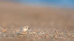 Photo: Unsplash/Ray Hennessy