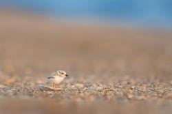 66fdc56336c97e0a088b6cb5 Rayhennessybeachbird 66fdc56336c97e0a088b6cb5 Rayhennessybeachbird