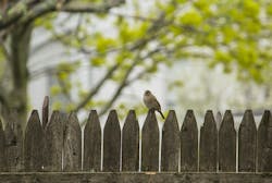 66fdc57c01d3bff959af84b4 Bonniekittlebackyardfence 66fdc57c01d3bff959af84b4 Bonniekittlebackyardfence