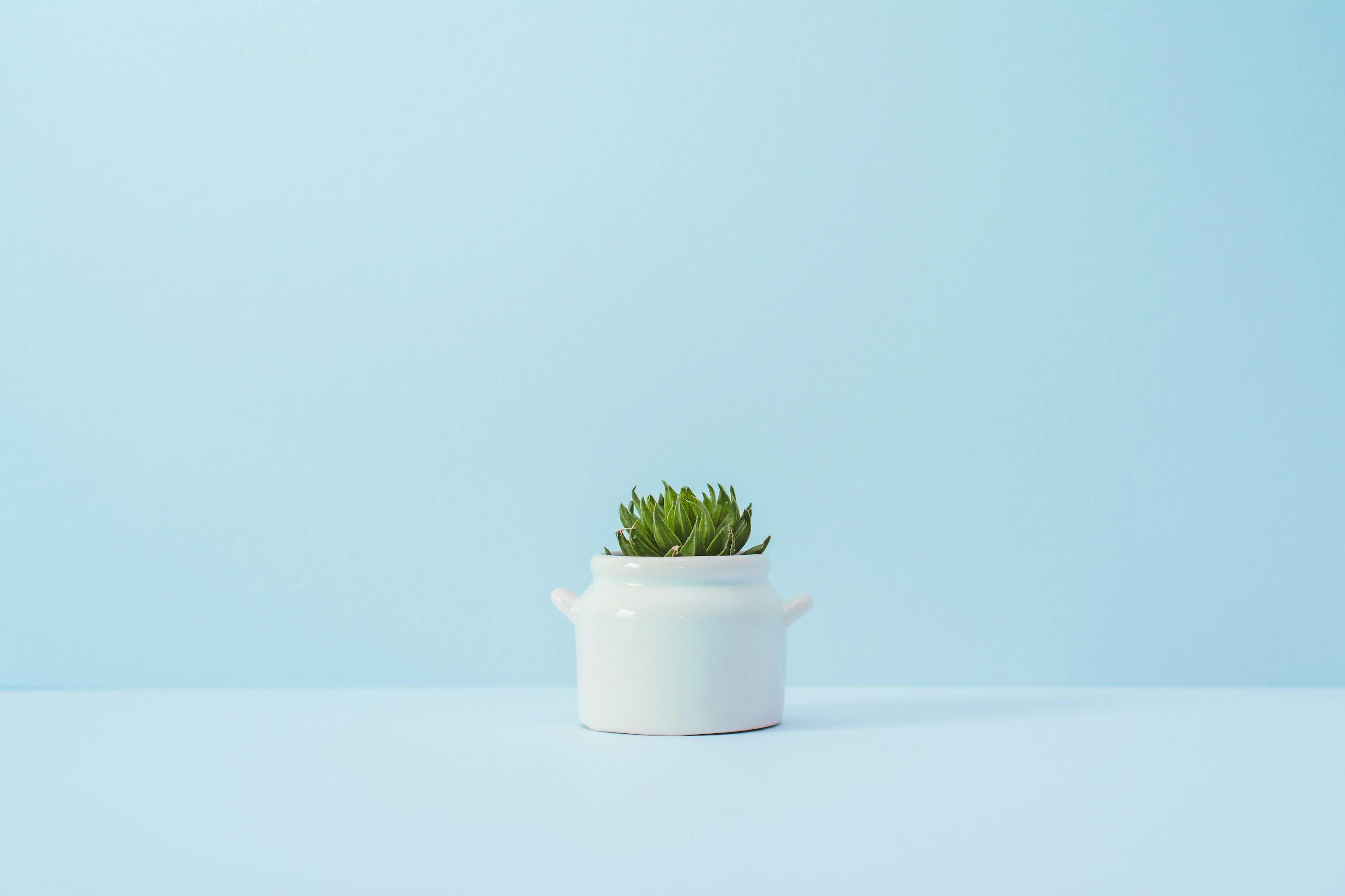 66fdc5963cabd909afa6a6e1 Khaiszeongsucculentplant